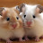 @hamsters_day