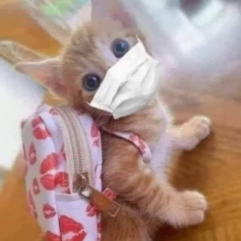 يوميات ع الماشي