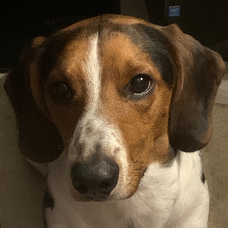 Tara
