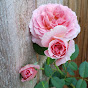 Roses in Houston  - @rosesinhouston YouTube Profile Photo