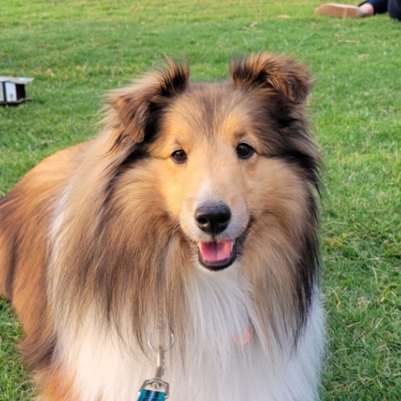 Chloe Sheltie