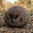 ieFrn6ga1lI-channel-avatar-The Wildlife TV