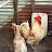 X=XA Ximbvakala Poultry farm