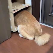 柴犬【ロック】と父ちゃん