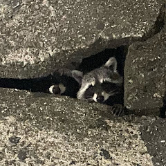 すー