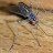 mosquito_from_kindergarden!