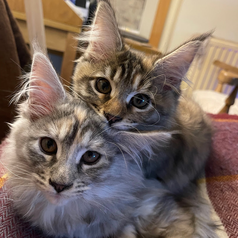 Maine Coon Monsters