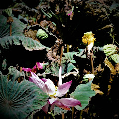 花東縱谷海岸線土地介紹アイコン画像