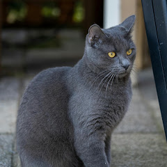 灰色の猫が聞いている