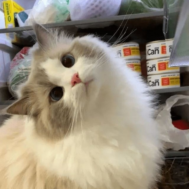 The Kpop Cat