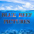QwJcIp3bmuY-channel-avatar-BLUE REEF PICTURES