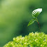 TOINLOyrdao-channel-avatar-Plants Every Day