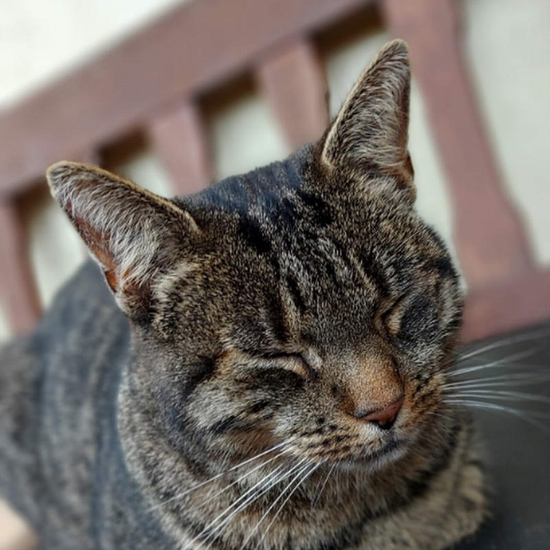 Literally The Account Nobody Knows