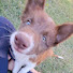 j9L4Z2Qp5oc-channel-avatar-AURI horse & dog 
