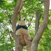 lovebaolovebao