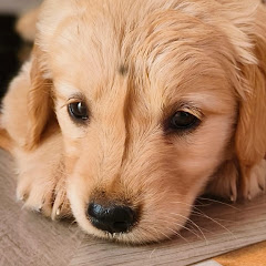 Golden ZOI channel thumbnail