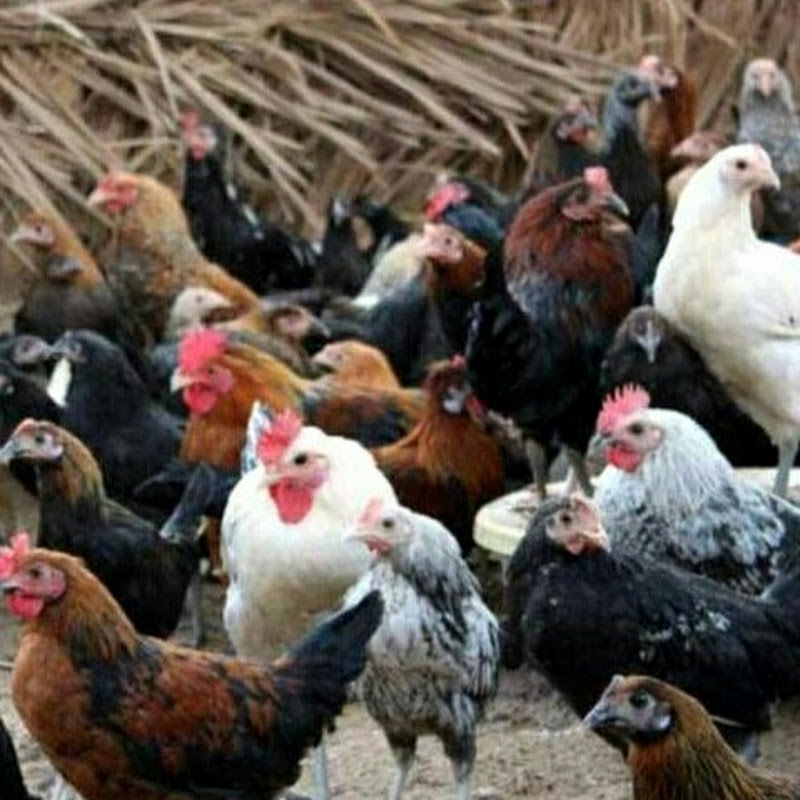 تربيه الدواجن مع صطيف و تنويع افكار تعليم 