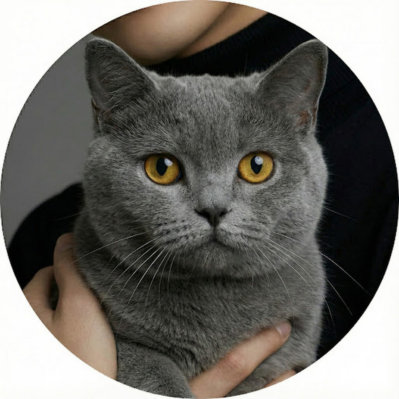 四季ねこ【血液型あるある】