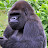 Cyan the gorilla 🦍