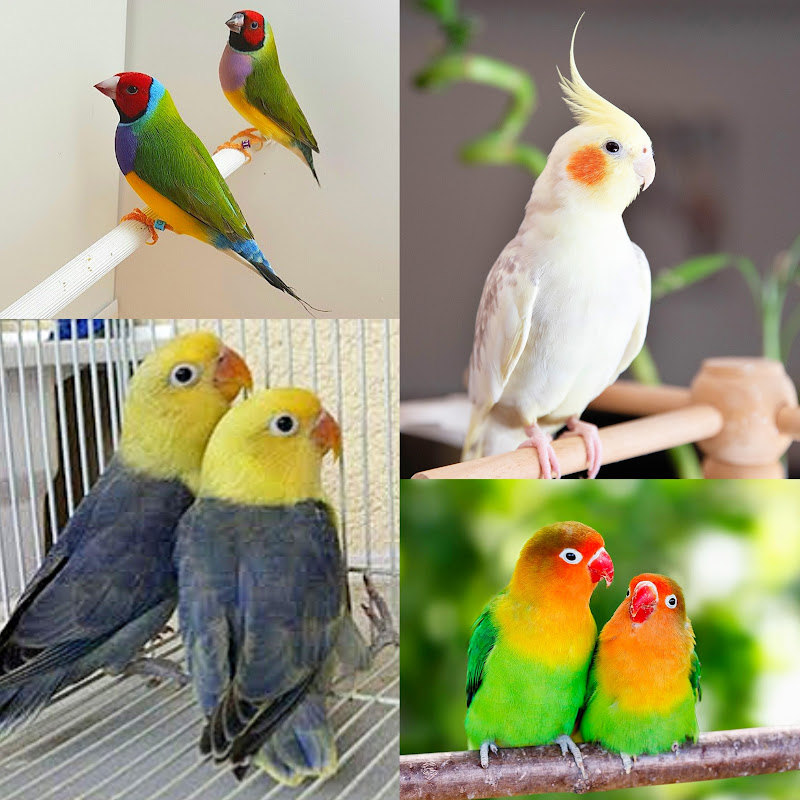 ASK BIRDS 