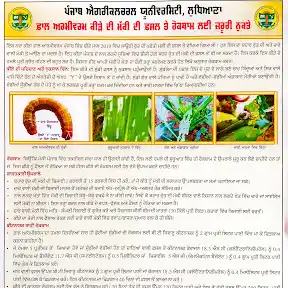 Punjab Agricultural University Official Channel YouTube channel