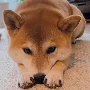 柴犬さくちゃんねる