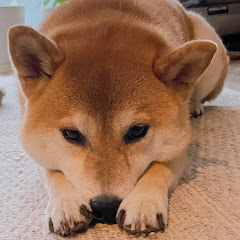 柴犬さくちゃんねる