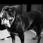 Motor city Rottweiler