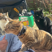 The world of cats