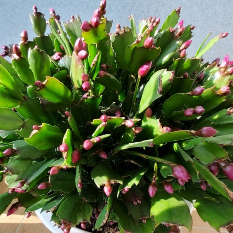 녹색 베란다 Logo