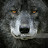 @blackwolfjr1909