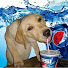 2FvGL6A_h7Y-channel-avatar-Greypuppy333