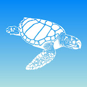 loggerheadmarinelifecenter