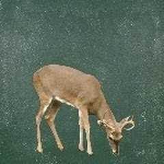 صوت الغابه jungle sound avatar