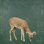 Miniature