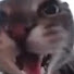 ugGG9VoS5UE-channel-avatar-meow poop