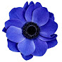XX_blueFlower_XX