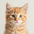 yhhJmyStLcY-channel-avatar-Every Cat's Tips