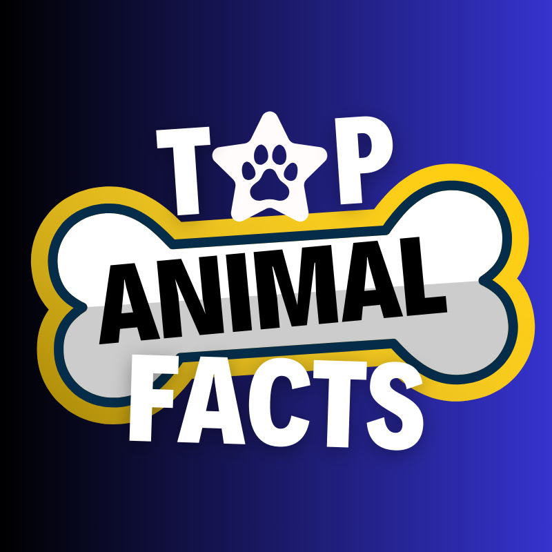CraftHub Top Animal Facts