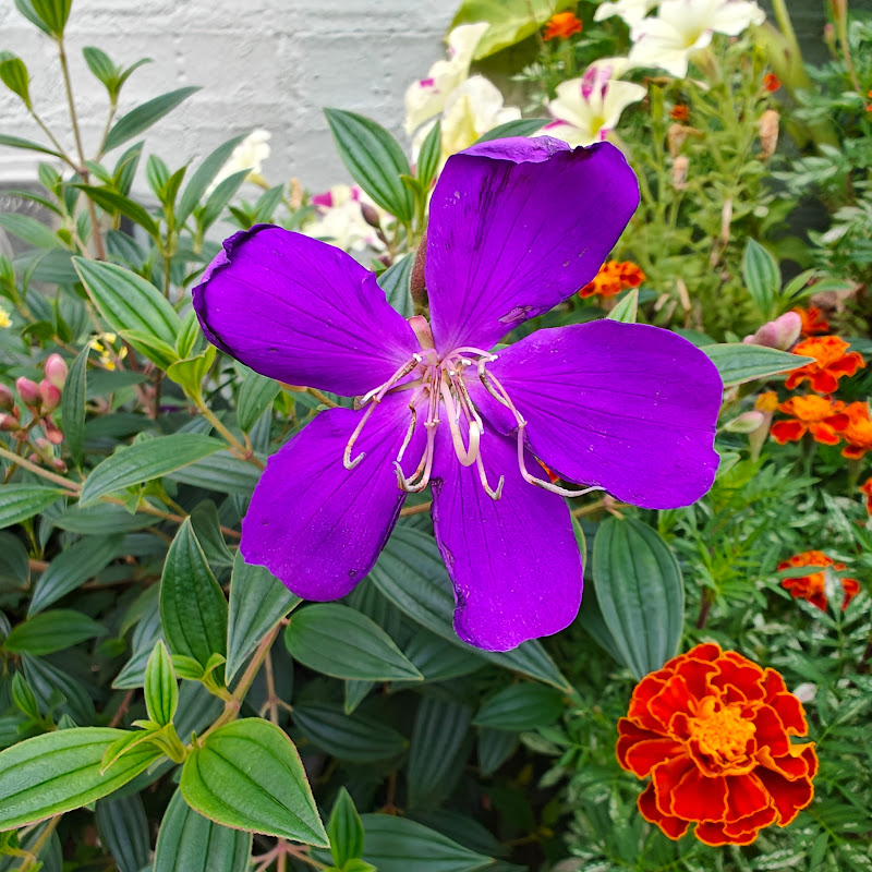 Downtown Roanoke Gardening