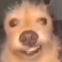 Brainrot Memes Avatar