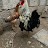 تربية الدجاج العرب
