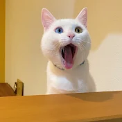 かまぼこくんの日常