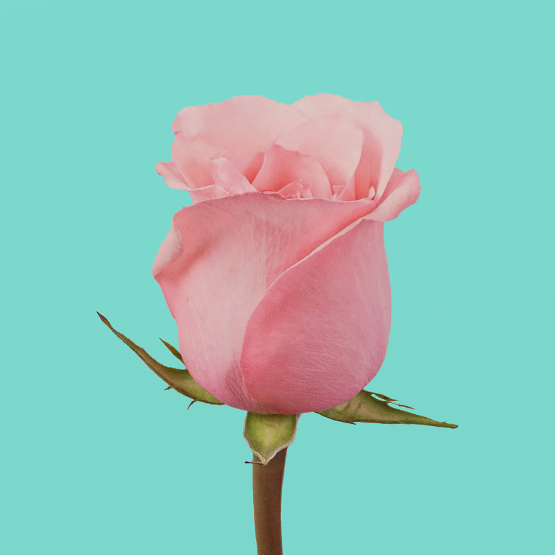 rosepedalgoldie