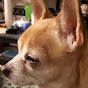 Sheila and Cooper the Chihuahua - @sheilaandcooperthechihuahu5761 YouTube Profile Photo