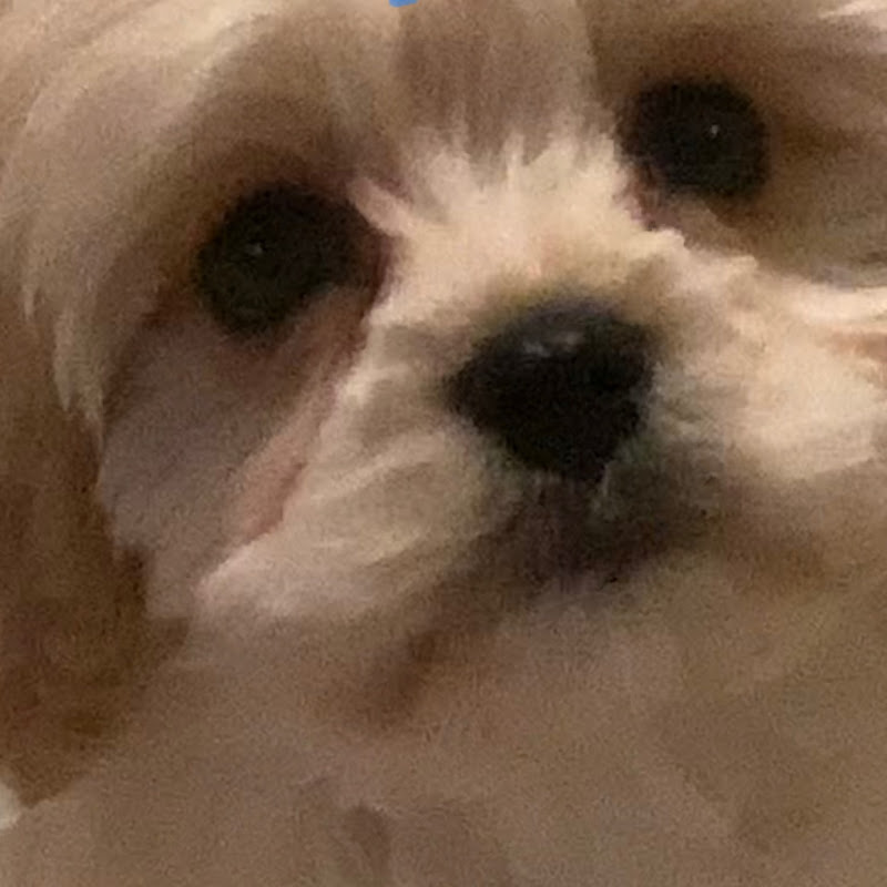 Coco the Cavachon