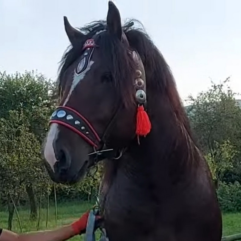 КОНІ АРДЕНСЬКІ КОЛОМИЙЩИНИ Logo