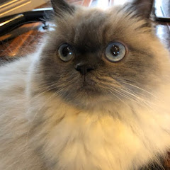 てぃぃ@インフラエンジニアアイコン画像