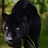 BLACK PANTHER