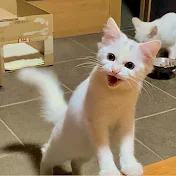 ニャンちゃんライフサブチャンネル